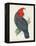 Antique Cockatoo I-Unknown-Framed Stretched Canvas