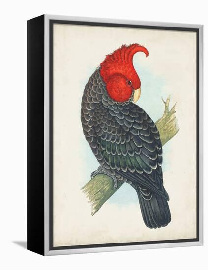 Antique Cockatoo I-Unknown-Framed Stretched Canvas