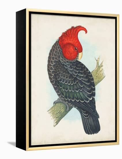 Antique Cockatoo I-Unknown-Framed Stretched Canvas
