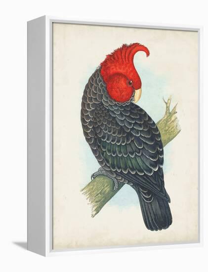 Antique Cockatoo I-Unknown-Framed Stretched Canvas