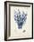 Antique Coral in Navy V-Johann Esper-Framed Art Print