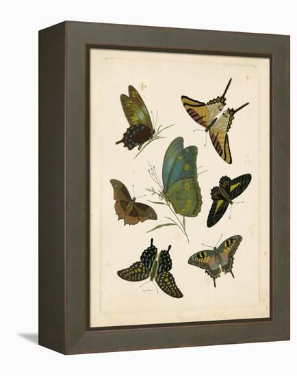 Antique Entomology I-Vision Studio-Framed Stretched Canvas
