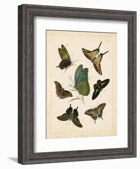 Antique Entomology I-Vision Studio-Framed Art Print