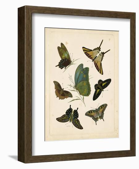 Antique Entomology I-Vision Studio-Framed Art Print