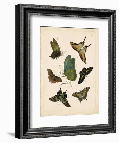 Antique Entomology I-Vision Studio-Framed Art Print