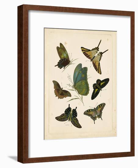 Antique Entomology I-Vision Studio-Framed Art Print