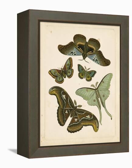 Antique Entomology II-Vision Studio-Framed Stretched Canvas