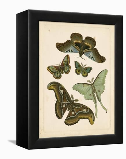 Antique Entomology II-Vision Studio-Framed Stretched Canvas