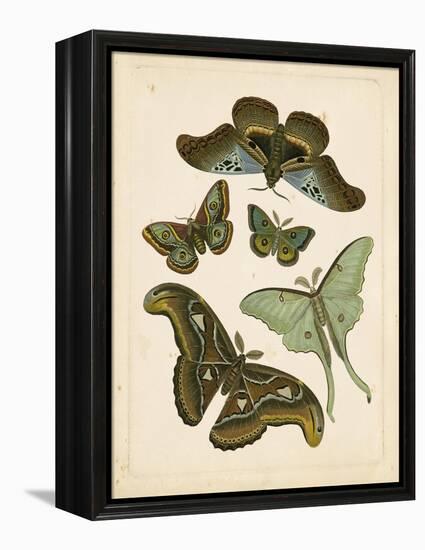 Antique Entomology II-Vision Studio-Framed Stretched Canvas