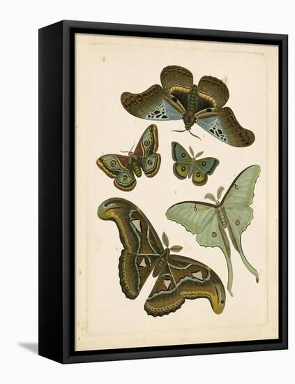 Antique Entomology II-Vision Studio-Framed Stretched Canvas