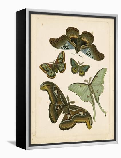 Antique Entomology II-Vision Studio-Framed Stretched Canvas