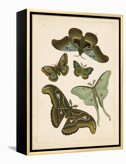 Antique Entomology II-Vision Studio-Framed Stretched Canvas