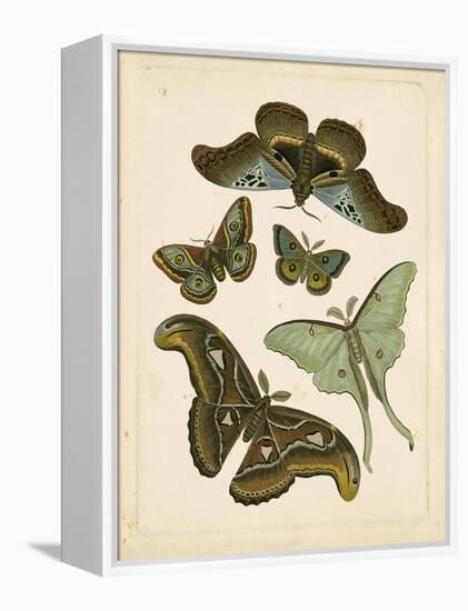 Antique Entomology II-Vision Studio-Framed Stretched Canvas