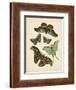 Antique Entomology II-Vision Studio-Framed Art Print