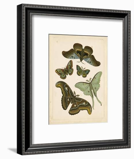 Antique Entomology II-Vision Studio-Framed Art Print