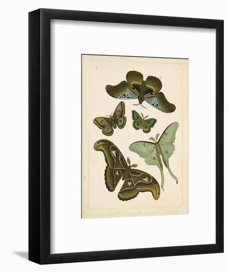 Antique Entomology II-Vision Studio-Framed Art Print