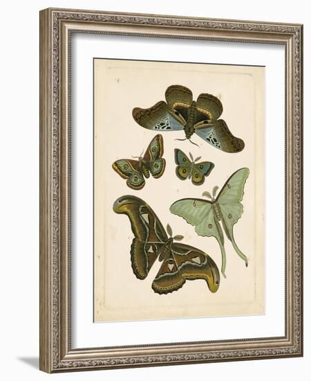 Antique Entomology II-Vision Studio-Framed Art Print