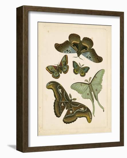 Antique Entomology II-Vision Studio-Framed Art Print