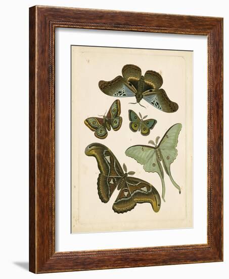 Antique Entomology II-Vision Studio-Framed Art Print