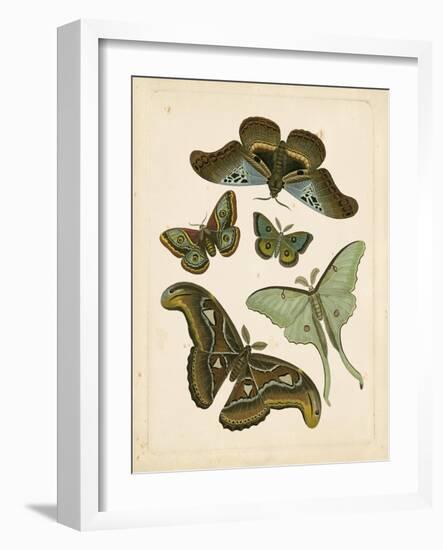 Antique Entomology II-Vision Studio-Framed Art Print