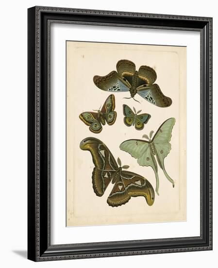 Antique Entomology II-Vision Studio-Framed Art Print