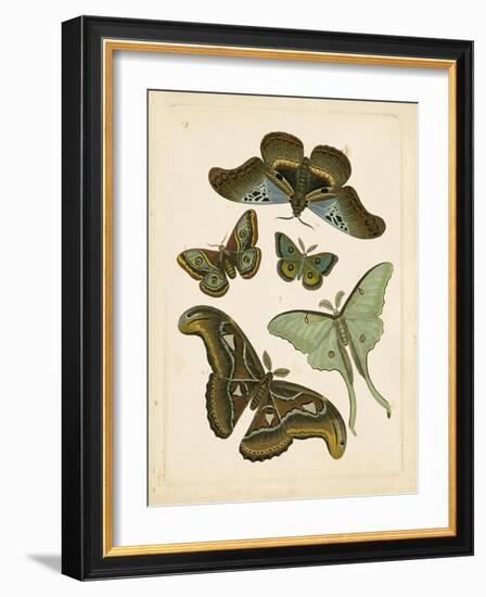 Antique Entomology II-Vision Studio-Framed Art Print