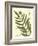 Antique Fern II-Vision Studio-Framed Art Print