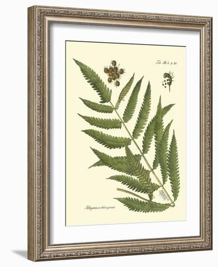 Antique Fern II-Vision Studio-Framed Art Print