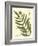 Antique Fern II-Vision Studio-Framed Art Print