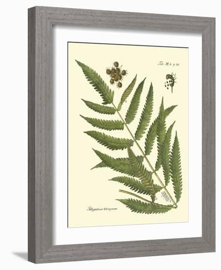 Antique Fern II-Vision Studio-Framed Art Print