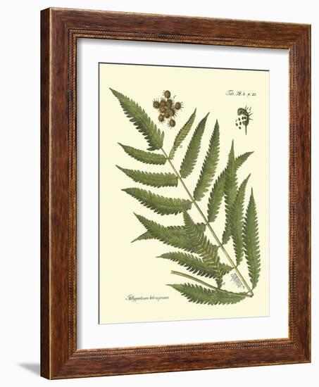 Antique Fern II-Vision Studio-Framed Art Print