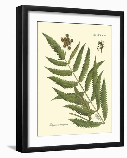 Antique Fern II-Vision Studio-Framed Art Print