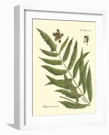 Antique Fern II-Vision Studio-Framed Art Print