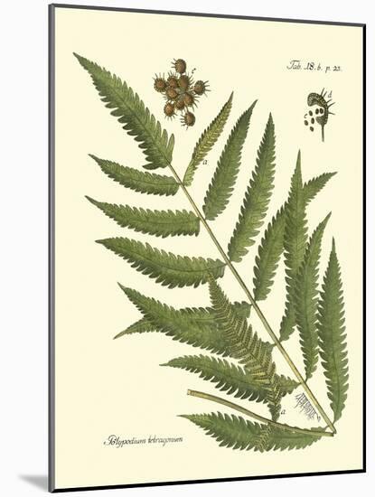 Antique Fern II-Vision Studio-Mounted Art Print