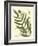 Antique Fern II-Vision Studio-Framed Art Print