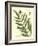 Antique Fern II-Vision Studio-Framed Art Print