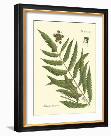 Antique Fern II-Vision Studio-Framed Art Print