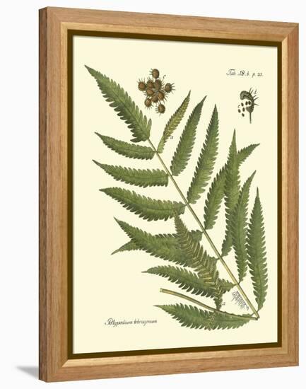 Antique Fern II-Vision Studio-Framed Stretched Canvas