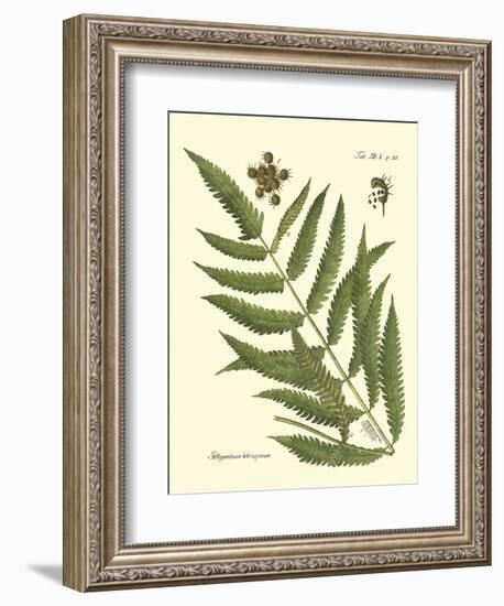 Antique Fern II-Vision Studio-Framed Art Print