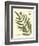 Antique Fern II-Vision Studio-Framed Art Print