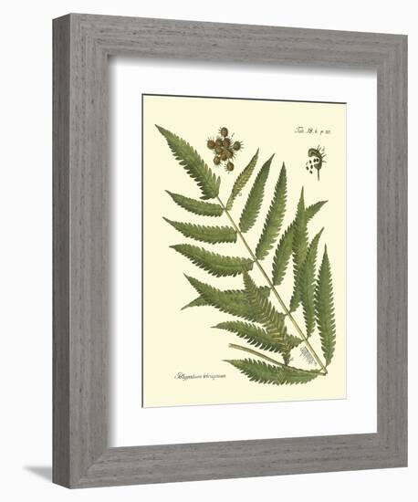 Antique Fern II-Vision Studio-Framed Art Print