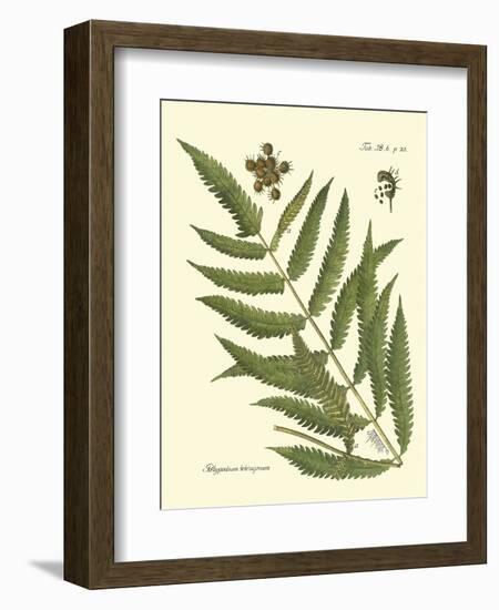 Antique Fern II-Vision Studio-Framed Art Print