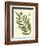 Antique Fern II-Vision Studio-Framed Art Print