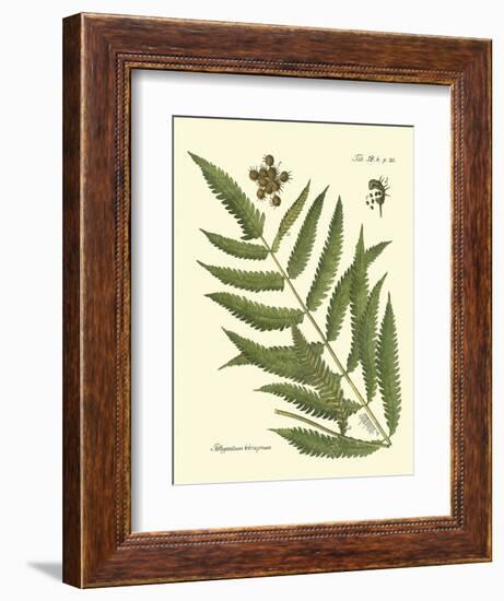 Antique Fern II-Vision Studio-Framed Art Print