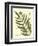 Antique Fern II-Vision Studio-Framed Art Print