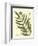 Antique Fern II-Vision Studio-Framed Art Print