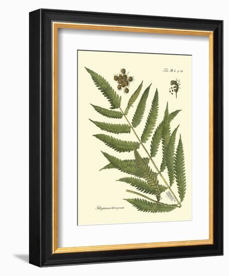 Antique Fern II-Vision Studio-Framed Art Print