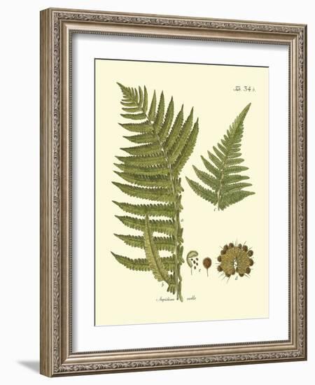 Antique Fern III-Vision Studio-Framed Art Print