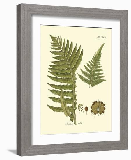 Antique Fern III-Vision Studio-Framed Art Print