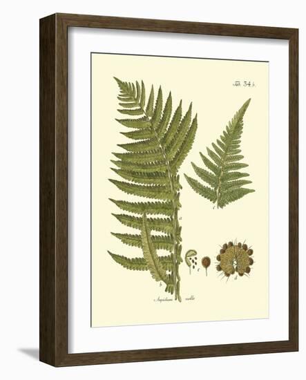 Antique Fern III-Vision Studio-Framed Art Print